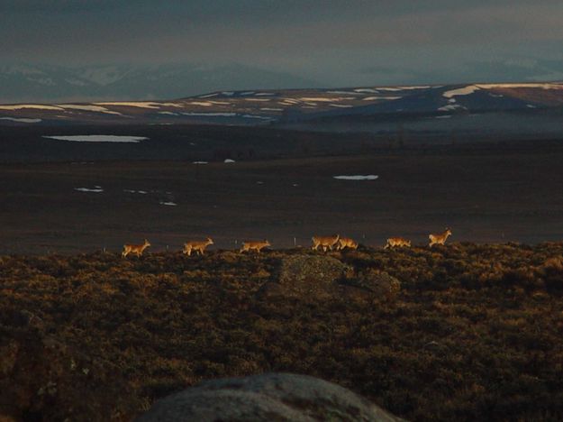 Migrating Deer. Photo by Dave Bell.