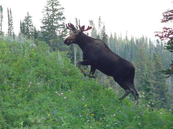 Bull Moose. Photo by Dave Bell.