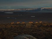 Migrating Deer. Photo by Dave Bell.