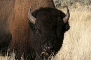 Yellowstone Buffalo. Photo by Dave Bell.