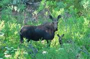 Momma and Baby Moose . Photo by Dave Bell.