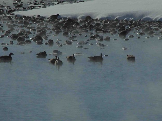 Rocks Or Ducks?. Photo by Dave Bell.