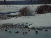 Green River Ducks--Don't They Get Cold?. Photo by Dave Bell.