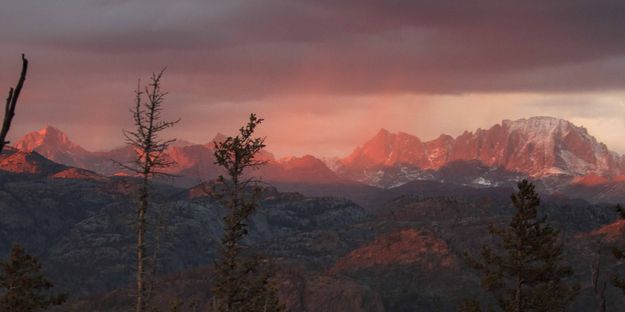 Pink Rainshowers. Photo by Dave Bell.