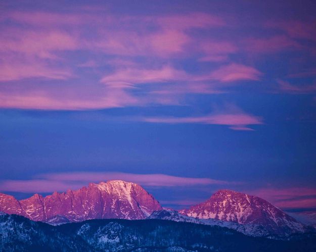 Fremont Pink. Photo by Dave Bell.