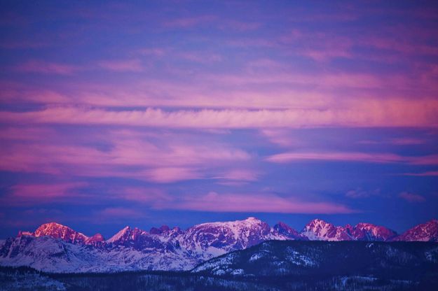 Hot Pink. Photo by Dave Bell.