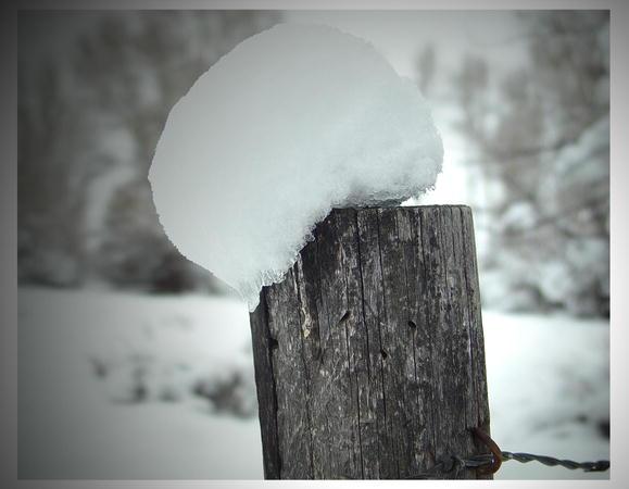 Ready Made Snowball. Photo by Dave Bell.