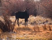 Horse Creek Moose. Photo by Dave Bell.