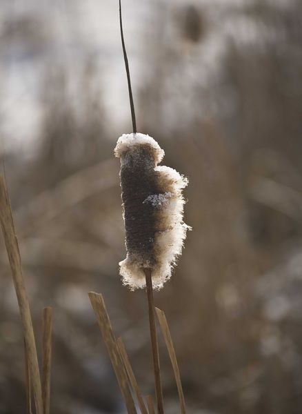Frosty Cattail. Photo by Dave Bell.