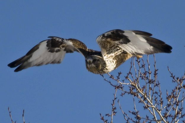 Rough Legged Hawk. Photo by Dave Bell.