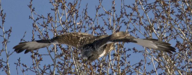 Rough Legged Hawk In A Dive. Photo by Dave Bell.