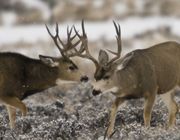 Two Nice Bucks In Light Snow. Photo by Dave Bell.