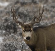 Broken Hills Buck. Photo by Dave Bell.