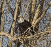 Bald Eagle. Photo by Dave Bell.