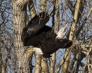 Bald Eagle Launch. Photo by Dave Bell.