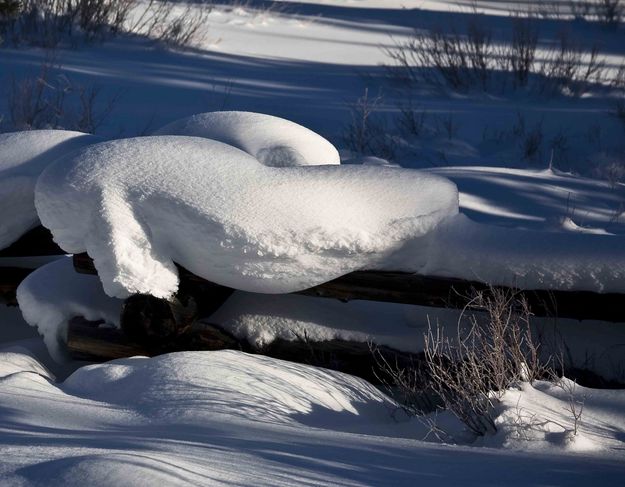 Fence Fish. Photo by Dave Bell.