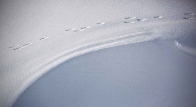 Bunny Tracks. Photo by Dave Bell.