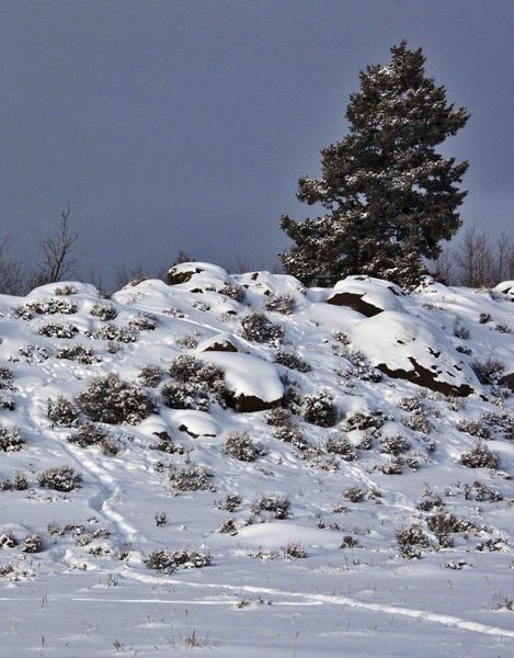 Lone Tree And Game Trails. Photo by Dave Bell.