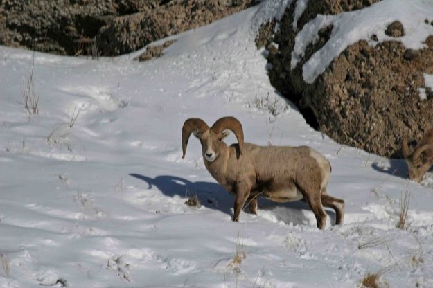 Camp Creek Ram. Photo by Dave Bell.