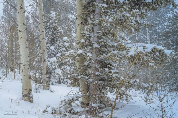 Snowy Forest. Photo by Dave Bell.