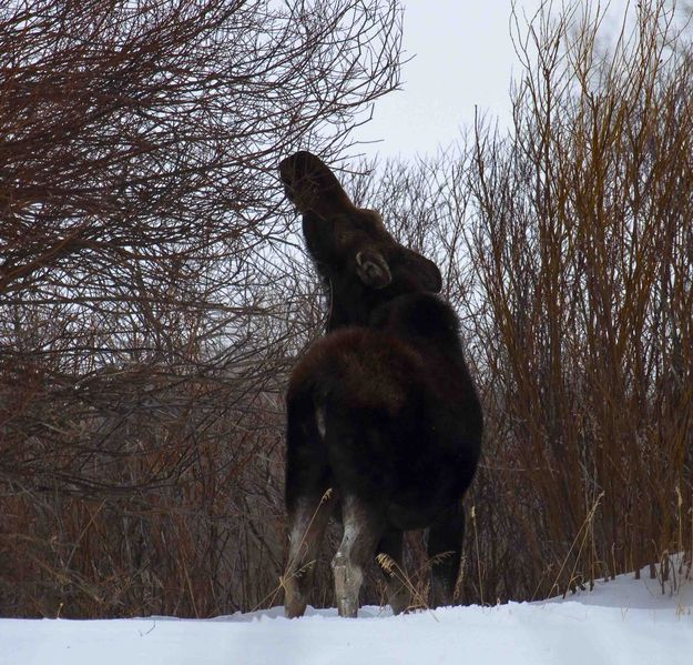 Stretching For The Tender Stuff. Photo by Dave Bell.