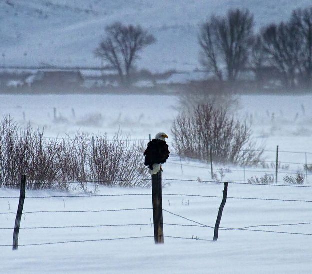 Ruffled Feathers. Photo by Dave Bell.