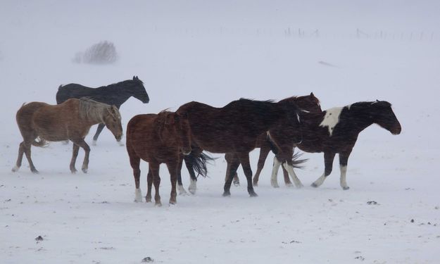 Drifting With The Wind. Photo by Dave Bell.