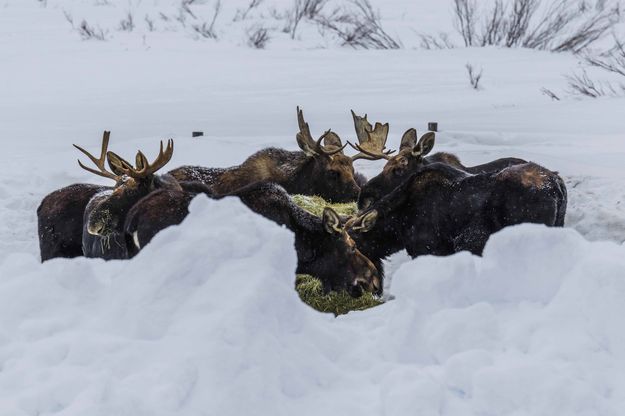 Munching. Photo by Dave Bell.