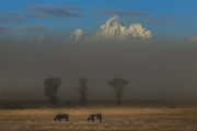 One Mountain, Two Horses And Three Trees. Photo by Dave Bell.