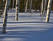 Snowy Aspens. Photo by Dave Bell.