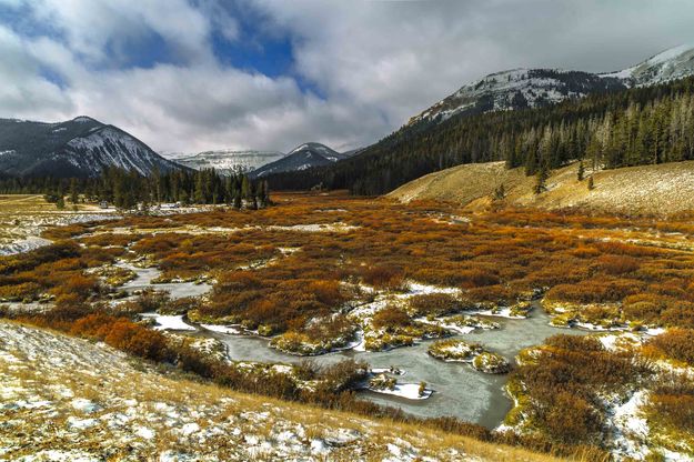 The Gorgeous Cottonwood Willows. Photo by Dave Bell.