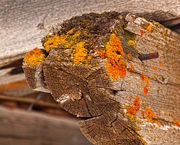 Aging Beam. Photo by Dave Bell.