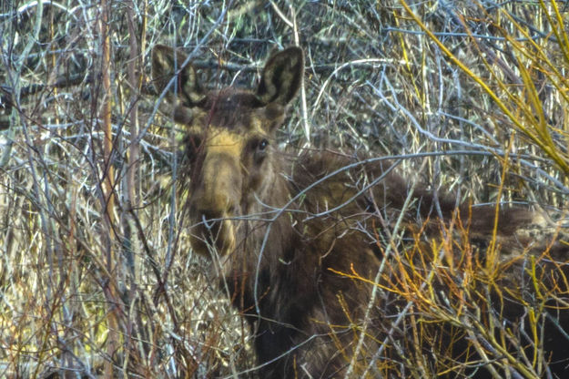 Hiding. Photo by Dave Bell.