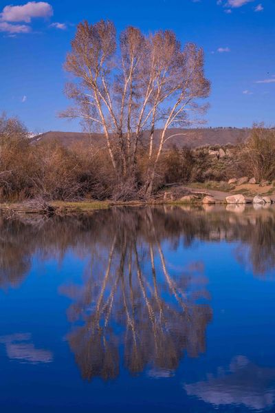 Pond Reflection. Photo by Dave Bell.