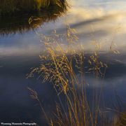 Fall Grasses. Photo by Dave Bell.