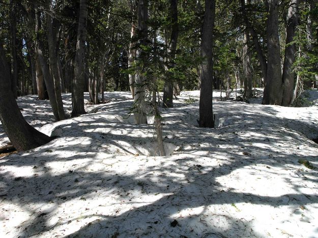 Snow Pack--Elevation 10,000'. Photo by Dave Bell.