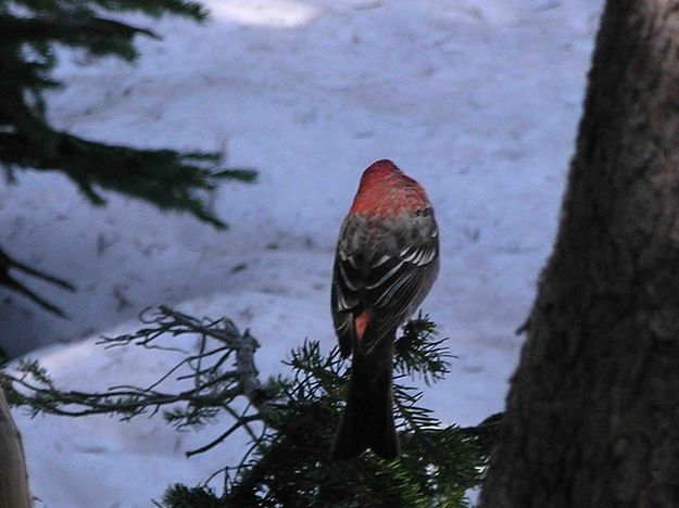 Red Headed Snow Pecker. Photo by Dave Bell.