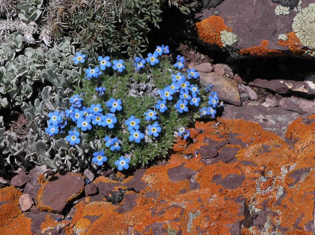 Orange Lichen and Blue Flowers. Photo by Dave Bell.