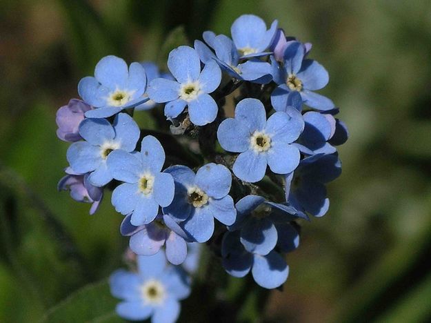 Cluster of Blue Flowers. Photo by Dave Bell.