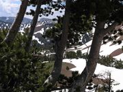 Ascending To Summit Ridge Through Trees and Snow. Photo by Dave Bell.