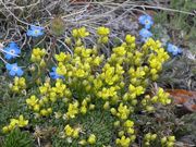 Yellow and Blue High Tundra Flowers. Photo by Dave Bell.