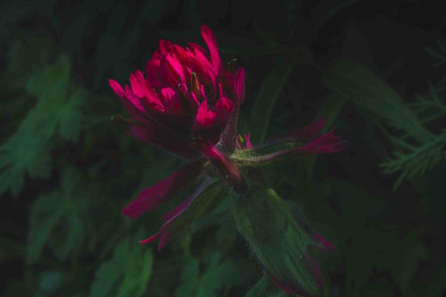 Paintbrush. Photo by Dave Bell.