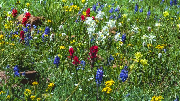 Flower Patch. Photo by Dave Bell.