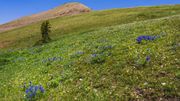 Blooming Lupine On The High Slopes. Photo by Dave Bell.