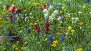 Flower Patch. Photo by Dave Bell.