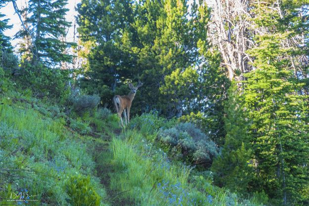 Sharing The Trail. Photo by Dave Bell.