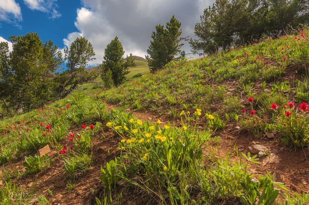 Paintbrush Garden. Photo by Dave Bell.