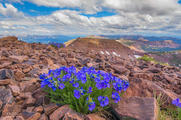 Summit Bouquet. Photo by Dave Bell.