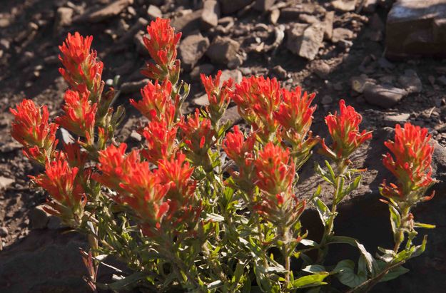 Paintbrush. Photo by Dave Bell.