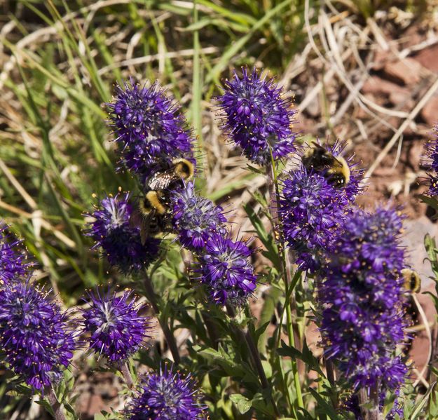 Bumble Bees On Silky Phacella. Photo by Dave Bell.